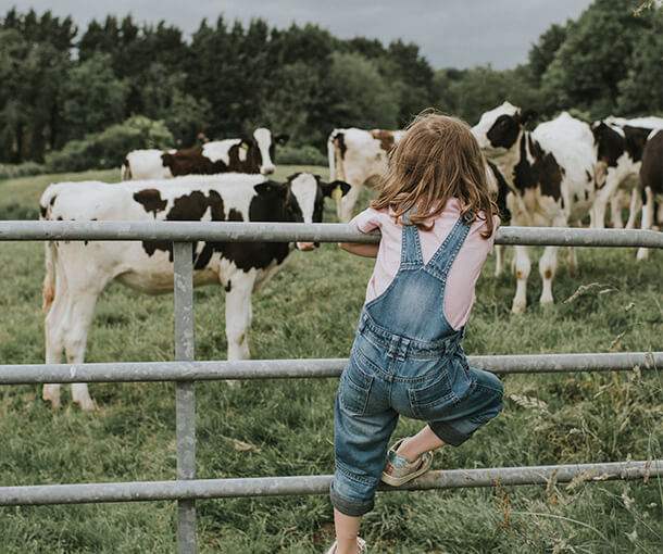 Young girl wearing denim overalls climbs fence while watching cows in a field